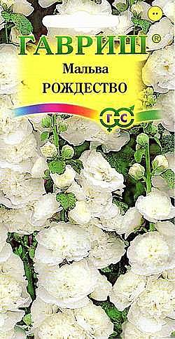 Ц Мальва Рождество  Гавриш