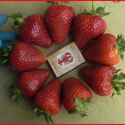 Земляника Крапо сад.рем.1шт