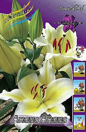 1919 Лилия Анаис Анаис вост (5шт) 1шт