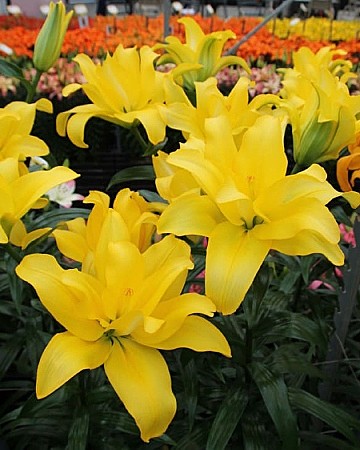 5528 Лилия Баттерфляй Вингз 5шт (1шт)