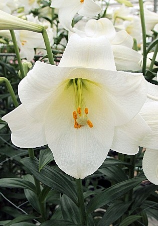 7449 Лилия Конкордия лонг 5шт/1шт/