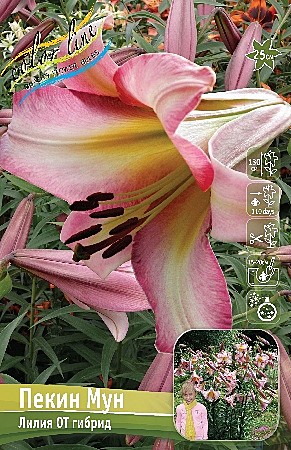 7906 Лилия Пекин Мун От 5шт (1шт)