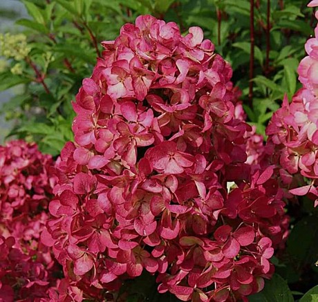 Гортензия метельч Мэджикал Везувио в тубе