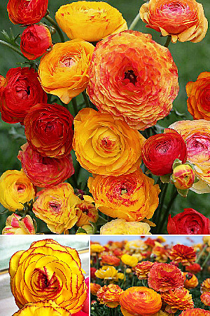 4710 Ранункулюс оранж  10шт/1шт