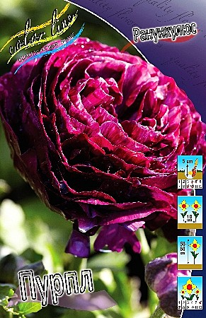 8430 Ранункулюс пурпл  10шт/1шт