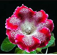 3350 Глоксинья Криспа Метеор 2шт/1шт