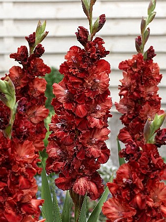 3503 Глад Омск (гофр) 8шт/1шт