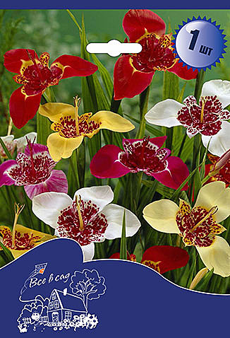 6011 Тигридия  Смесь 10шт /1шт/ 