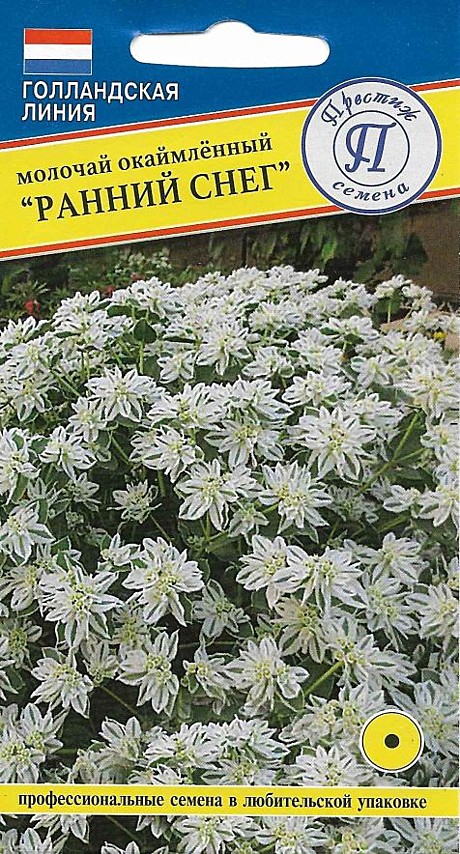 Ц Молочай Ранний снег Престиж