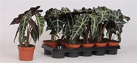 Алоказия  Полли 12