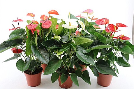 Антуриум  14