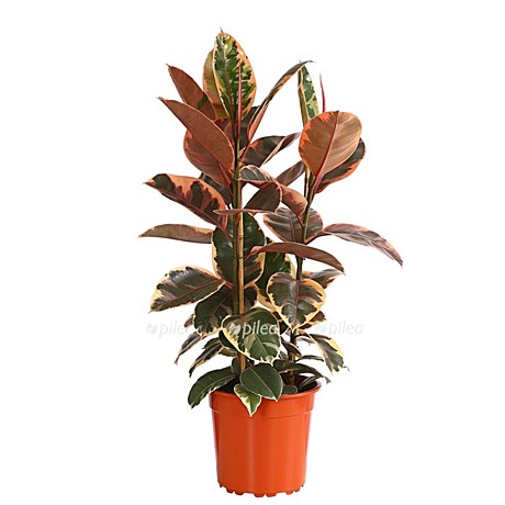 Фикус белиз 17