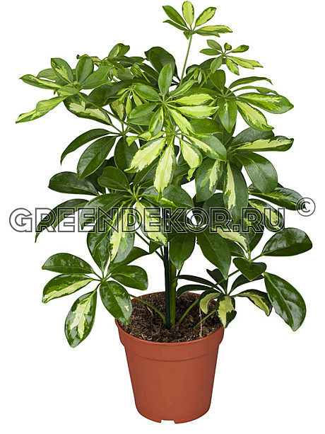 Шефлера Голд Капелла 14