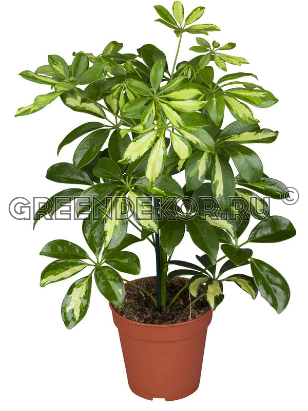 Изображение товара