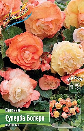 4699 Бегония Суперба Болеро 3шт/1шт