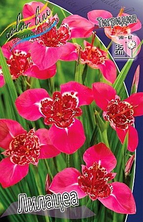 6004 Тигридия  Лилацеа 10шт /1шт