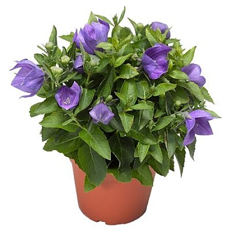 982 Платикадон крупноцветковый Твинкл Блю /сеянец/