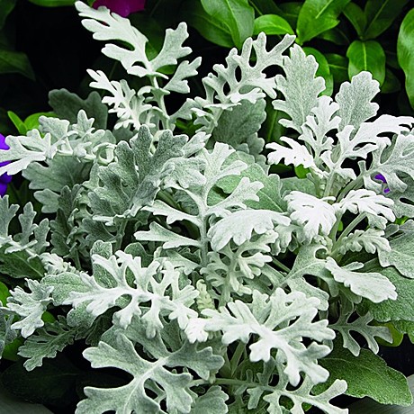 Цинерария приморская Квиксильвер 1000 шт