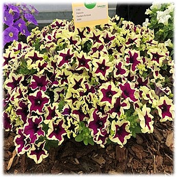 Ц Космея Рыжик Уд.с.