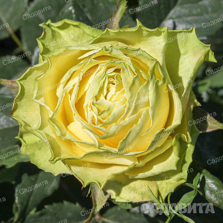 Роза Жади чг Садовита