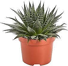 Алоэ Аристата  9