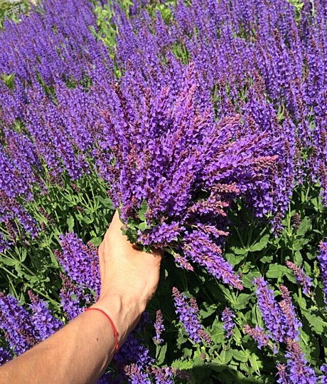 Шалфей Кубанец лек. 0,3г Гавриш