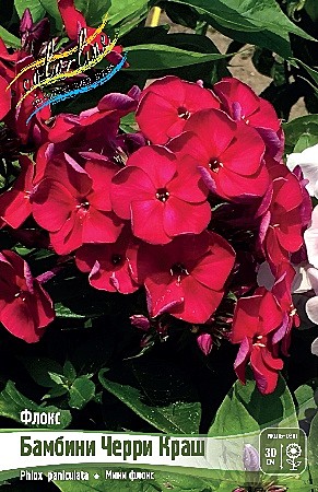 3183 Флокс Бамбини Черри Краш 1шт