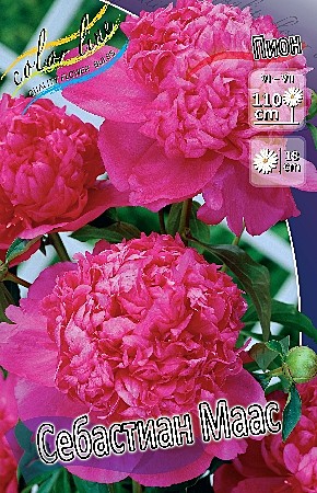 5321 Пион Себастиан Маас 1шт