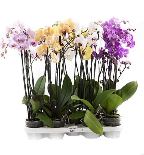 Фаленопсис 12