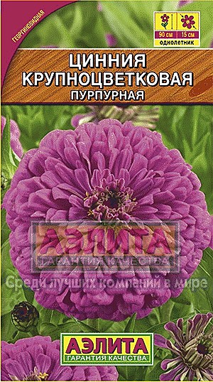 Ц Цинния Крупноцветковая пурпурн Аэлита