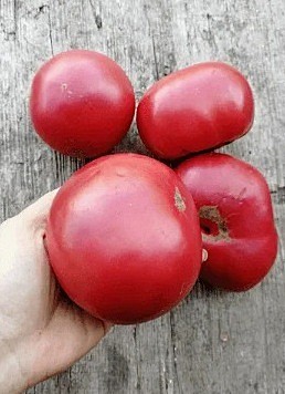 Рассада Томат Исполин малиновый 1шт