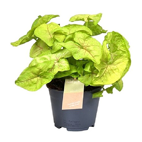 Сингониум золотой 9