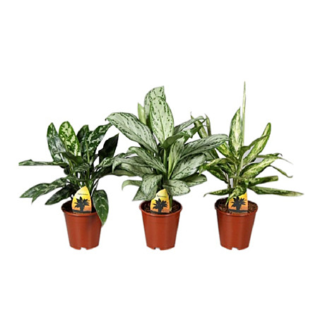 Аглаонема 12