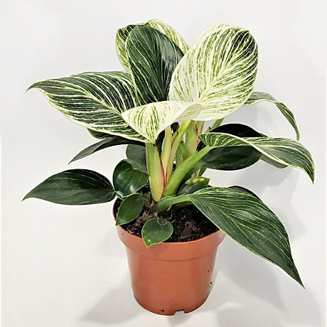 Филодендрон Биркин 12