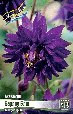 8192 Аквилегия Барлоу Блю 2шт/1шт