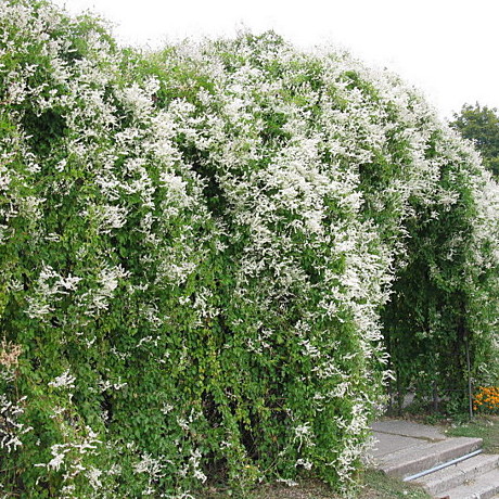 0218 Фаллопия Ауберта 1шт