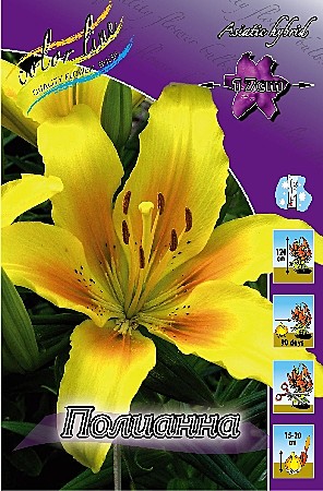 0226 Лилия Полианна аз 7 шт (1шт)