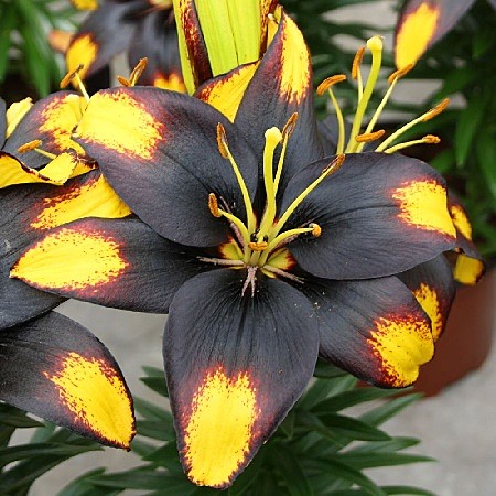 1539 Лилия Тайни Массив 7шт (1шт)