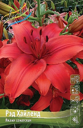 6901 Лилия Рэд Хайленд 7шт аз (1шт)