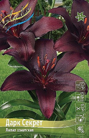 6918 Лилия Дарк Секрет аз 5шт (1шт)