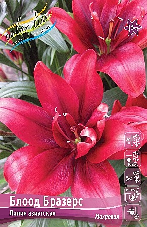 7445 Лилия Блоод Бразерз аз махр 5шт/1шт