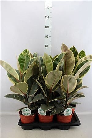 Комнатные, горшечные растения