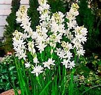 3343 Полиантес клубненосный Зе Перл 2шт/1шт