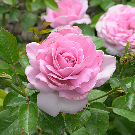 Роза Лав Сонг флориб Садовита