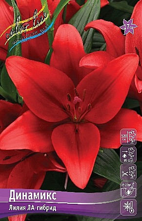 0243 Лилия Динамикс ла 5шт/1шт