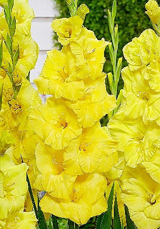 8116 Глад Бананарама 8шт/1шт