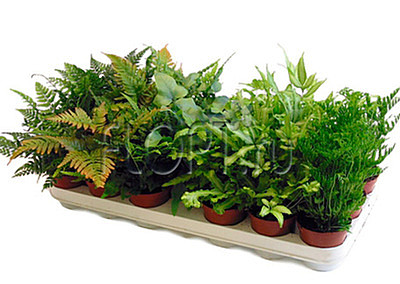 Папортник геменг 8,5