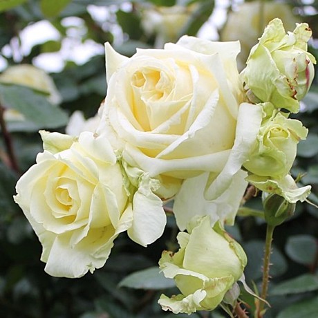 Роза Эльф пл в тубе