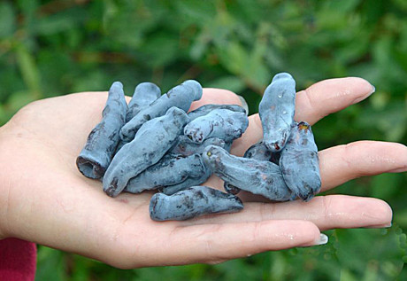 П Оранжевый юбилейный сладкий п/п Марс