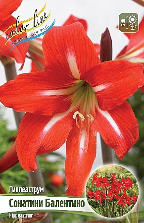 4678 Амариллис Балентино 1шт